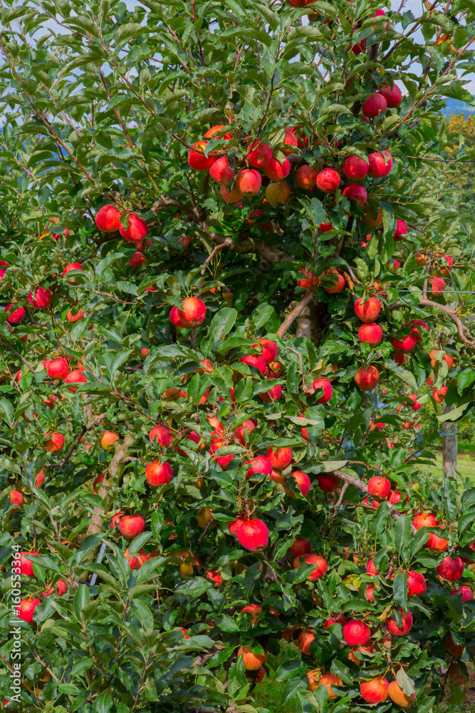 Fototapeta premium Apple garden