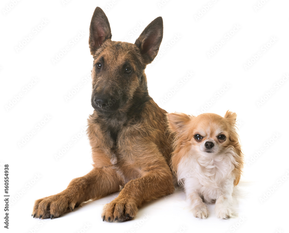 puppy belgian shepherd laekenois and chihuahua