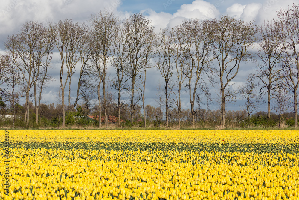 Obraz premium Dutch farmland with yellow tulip field