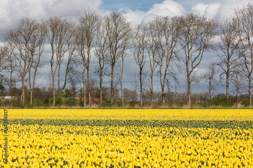 Dutch farmland with yellow tulip field