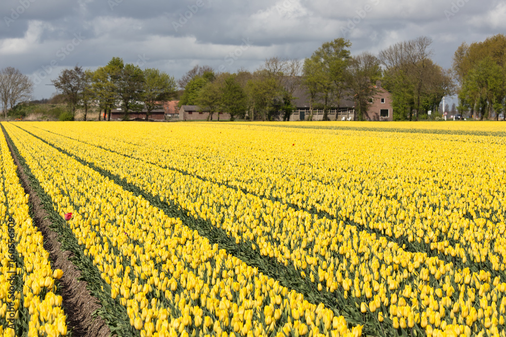 Dutch rural landscape with farmhouse and yellow tulip field