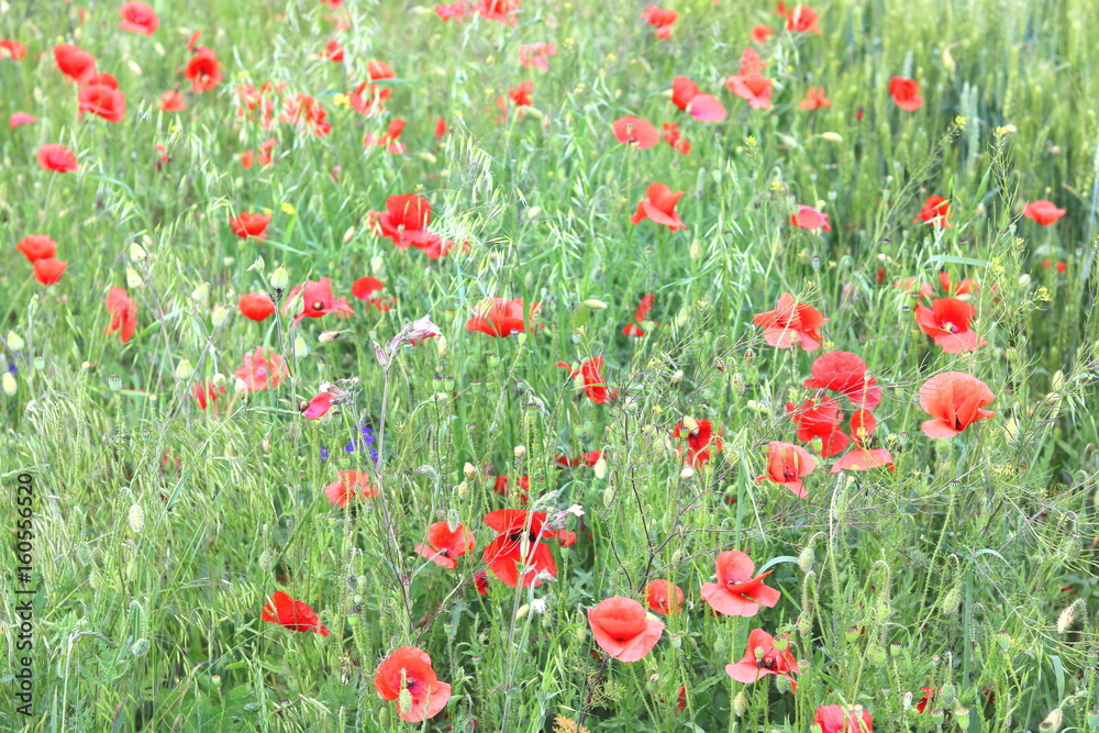 Summer field with red poppy flowers