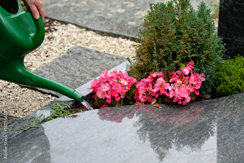 Hand tut Blumen am Grab gießen photo