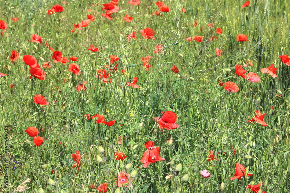 Summer field with red poppy flowers