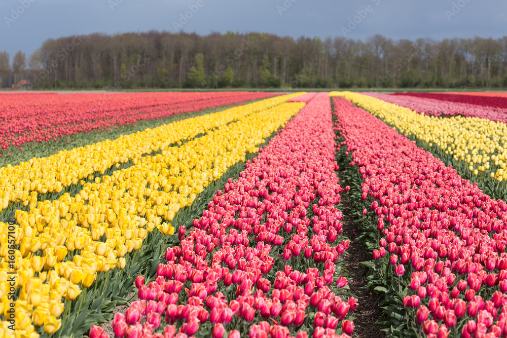 Dutch farmland with colorful tulip fields
