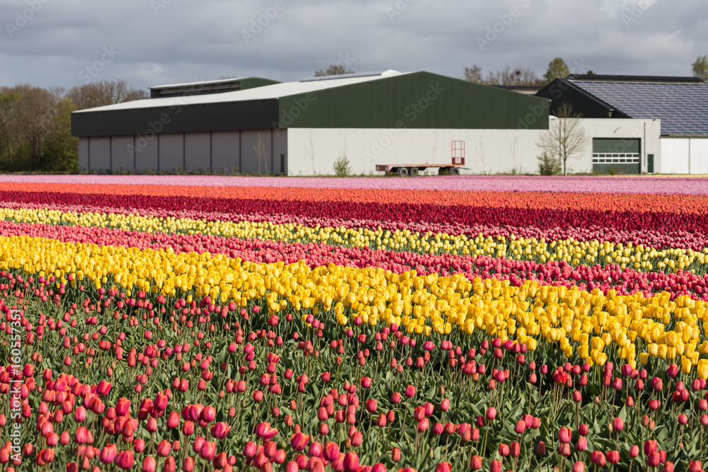 Dutch farmland with barn and colorful tulip field