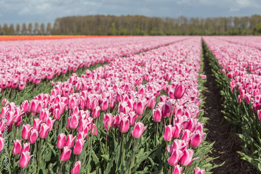 Obraz premium Dutch farmland with colorful tulip fields photographed with selective focus