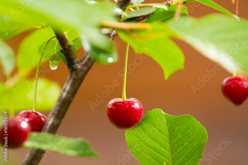 Ripe red organic sour cherries on the branch photo