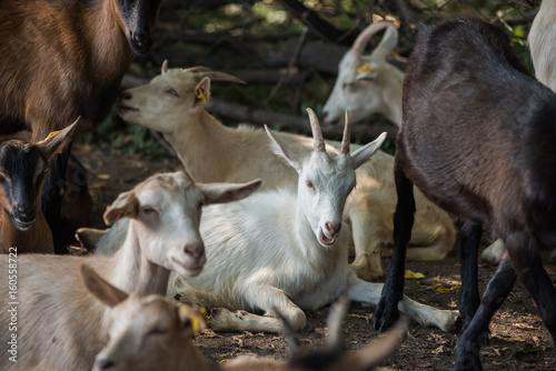 goat in farm