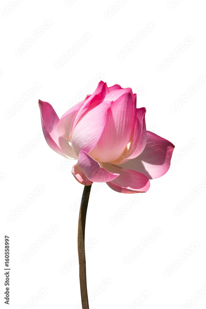 Beautiful pink lotus flower on white background.