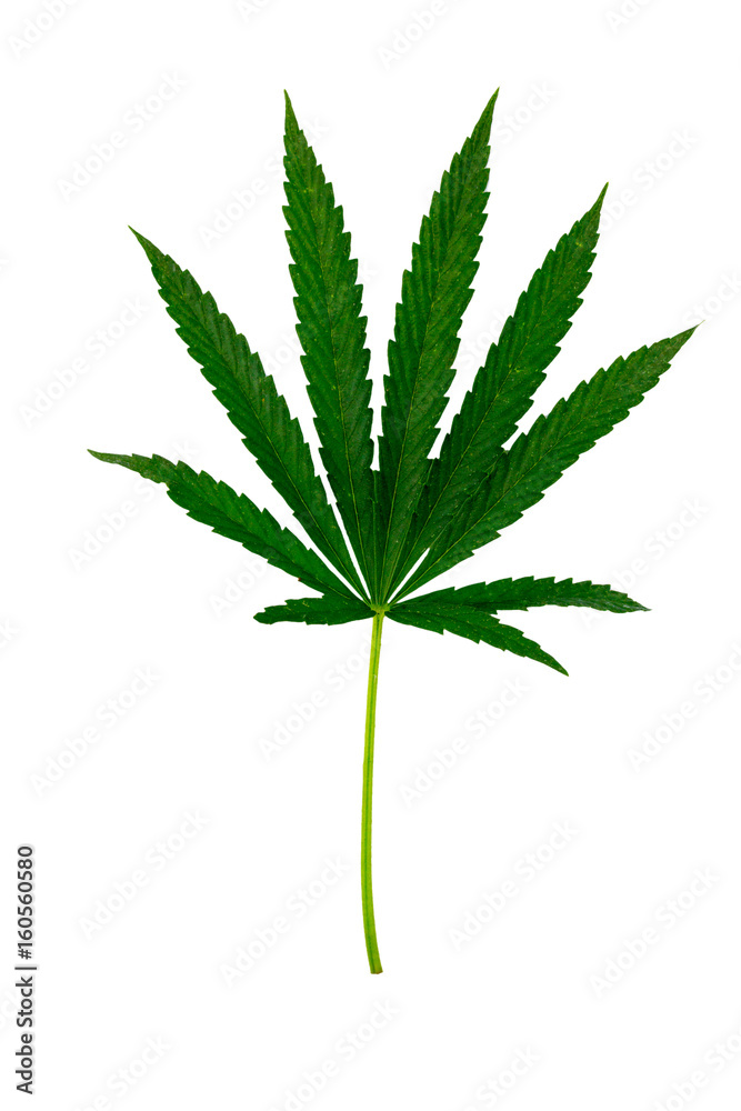 Green cannabis leaf isolated on white background Green cannabis leaf isolated on white background