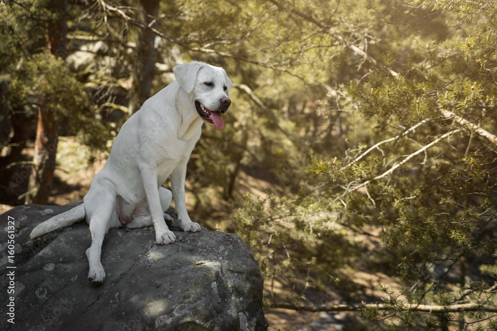 portrait eines weißen schönen labrador retriever hundes im wald 