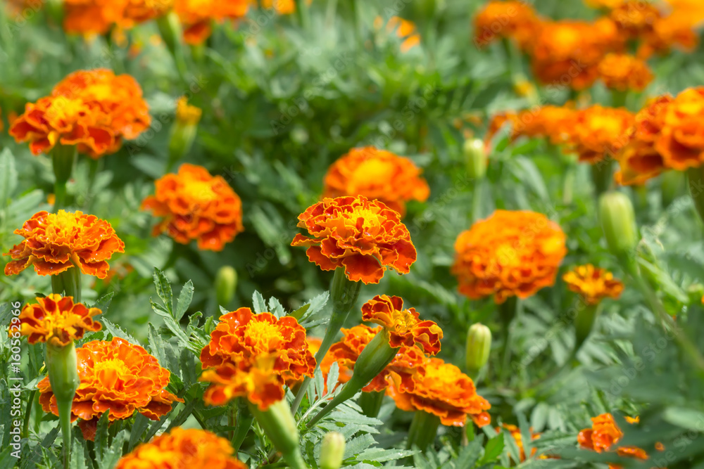 french marigolds flower