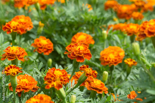 french marigolds flower © noppharat