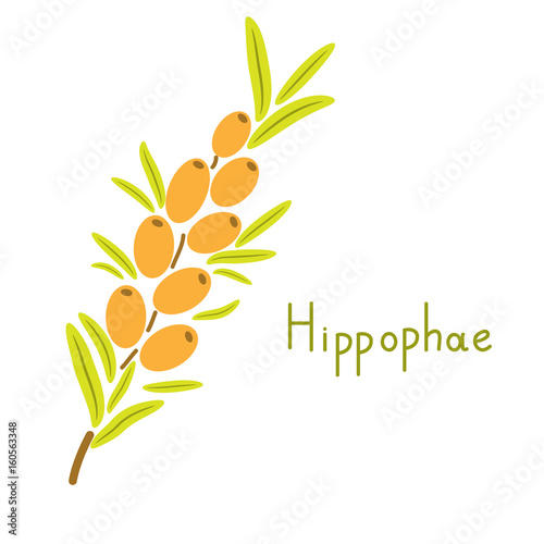 Hippophae vector plant
