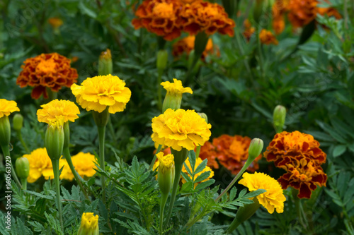 french marigolds flower