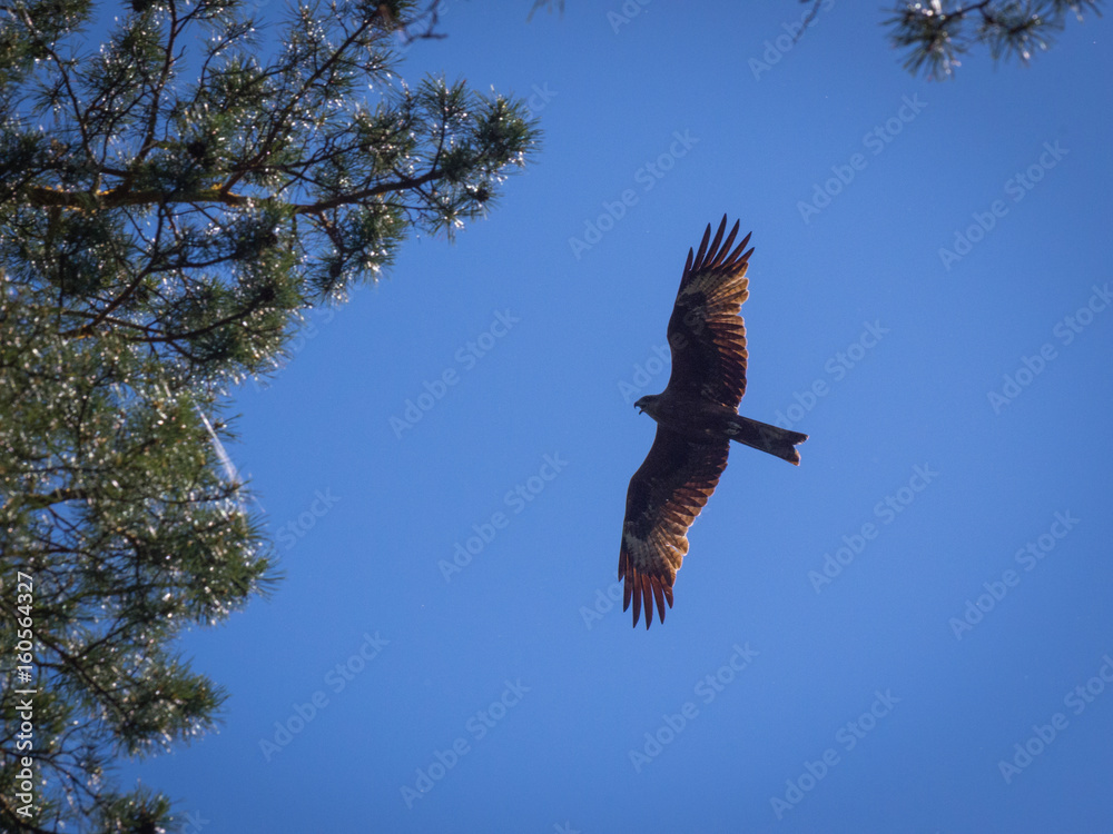 Obraz premium Black kite, spread wings flying in the blue sky above the pine trees top branches