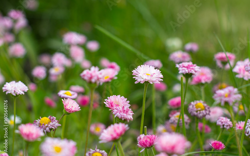 Close-up of pink and white flowers in the grass