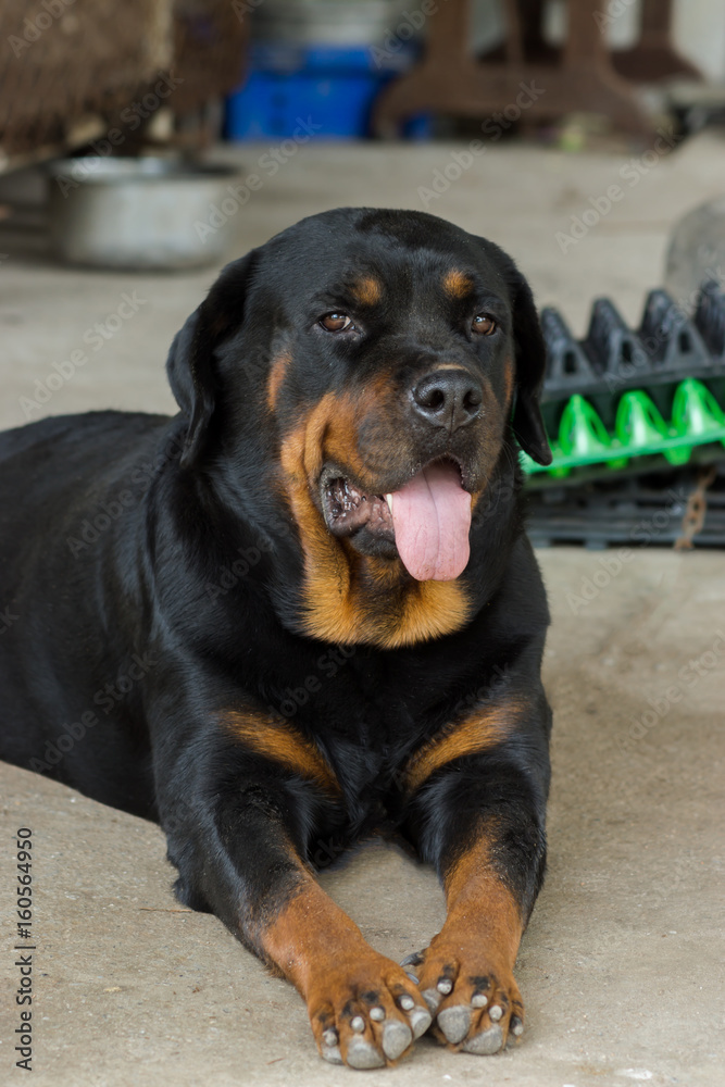 Rottweiler on the ground. Rottweiler on the ground.