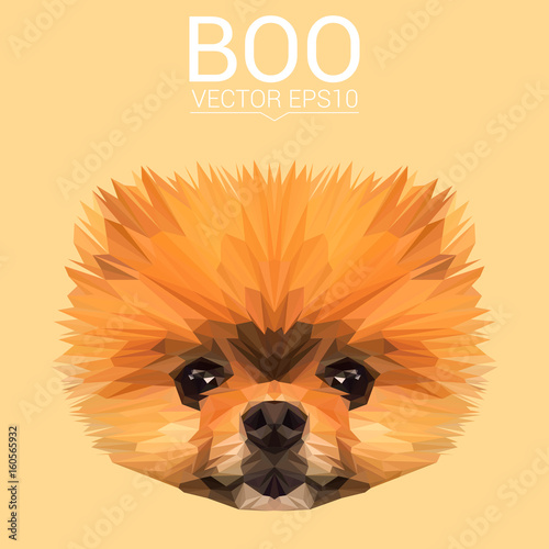 Boo Pomeranian Dog animal low poly design. Triangle vector illustration.