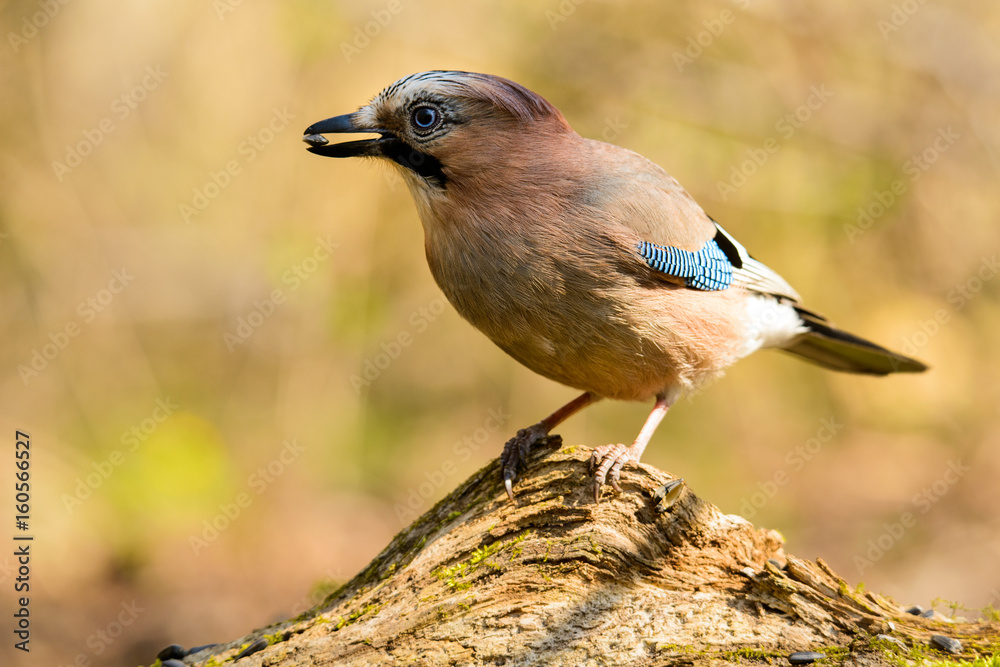 Jay spring sitting on a tree trunk Jay spring sitting on a tree trunk