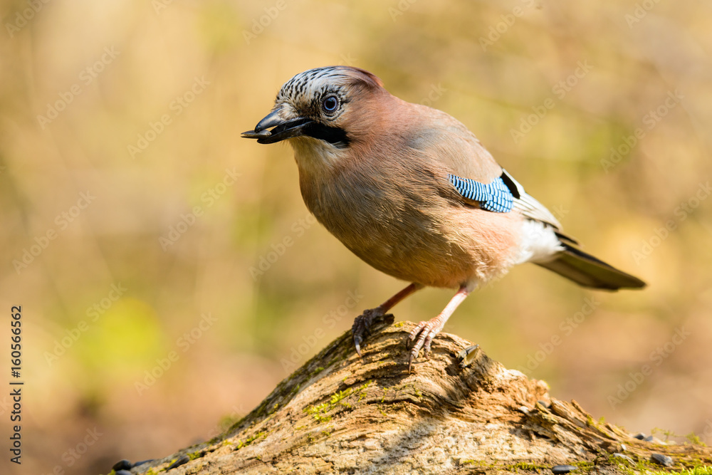 Jay spring sitting on a tree trunk Jay spring sitting on a tree trunk