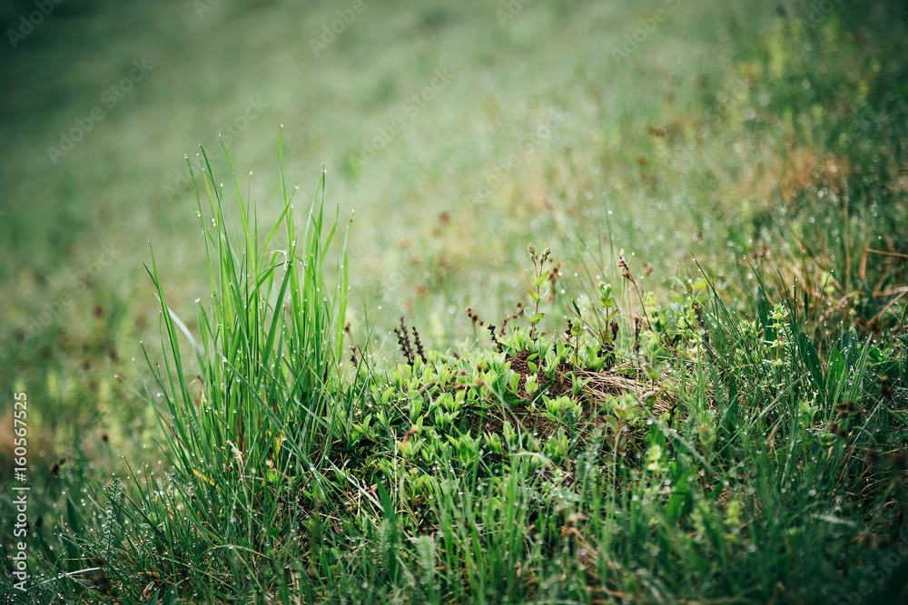 Fresh green grass with morning water drops in mountains, natural background. Close up with shallow focus