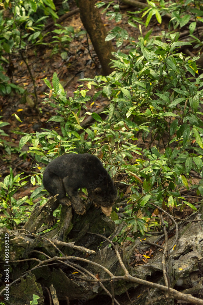 Obraz premium Picture of Sun bear at the Borneo Sun Bear Conservation Centre at Sepilok, Sabah, Malaysian Borneo