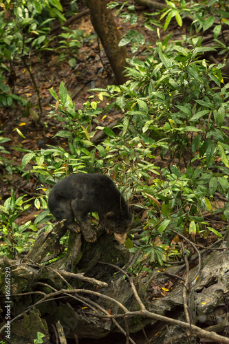 Picture of Sun bear at the Borneo Sun Bear Conservation Centre at Sepilok, Sabah, Malaysian Borneo
