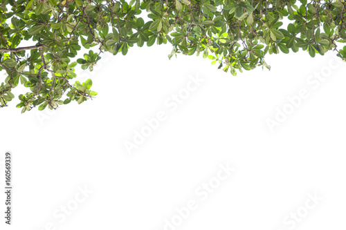 Green leaves frame on white background.