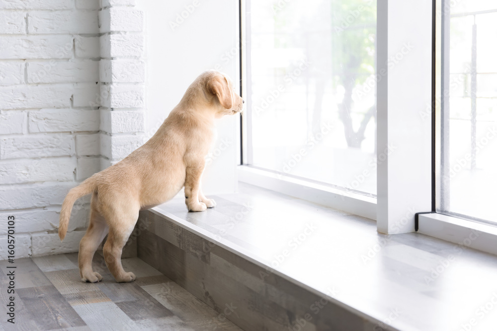 Cute Labrador puppy looking outside - obrazy, fototapety, plakaty 