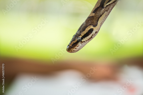 yellow python snake 
