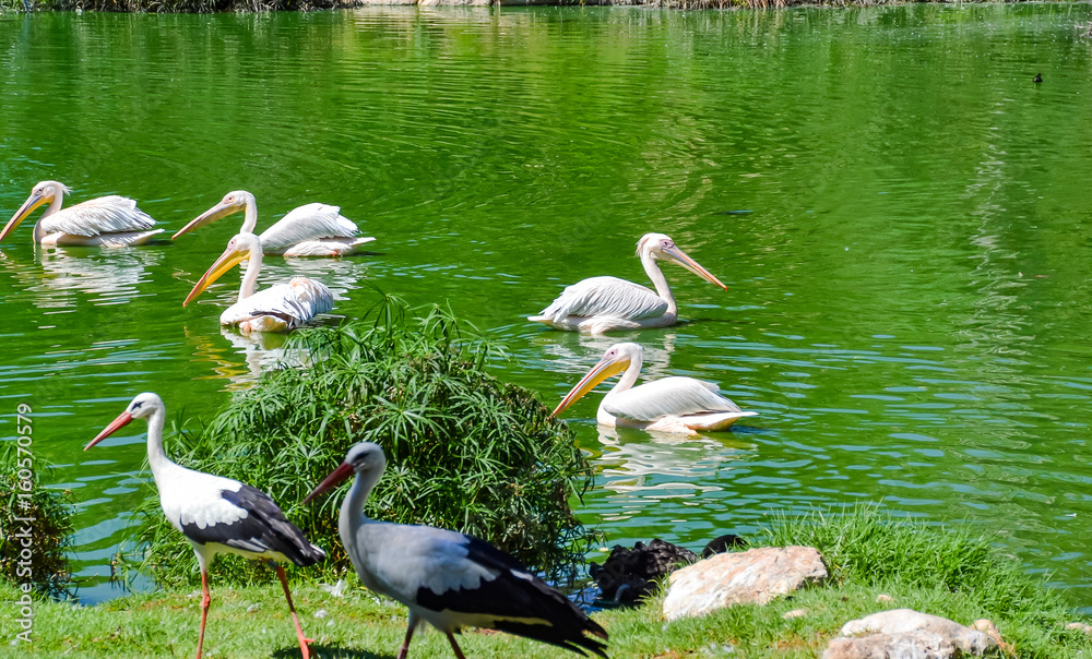 Obraz premium The spot-billed pelican or gray is a member of the family. It breeds in southern Asia from Pakistan across India east to Indonesia.