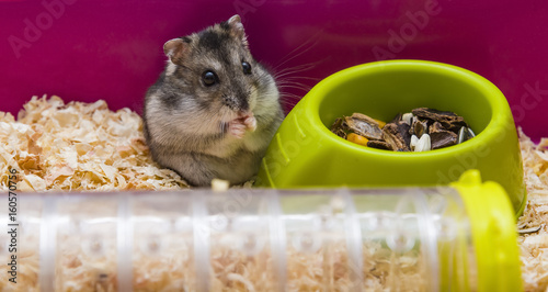 Gray hamster eating photo