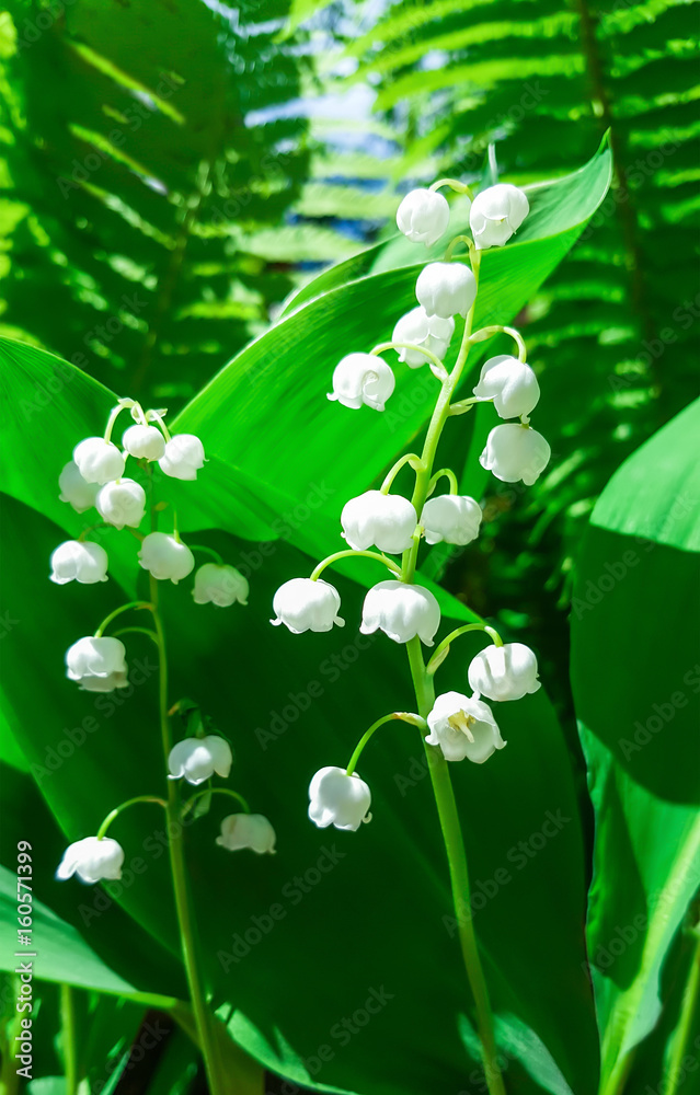 Fototapeta Blooming Lily of the valley