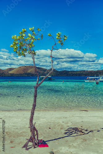 in the beautiful  island cosatline and tree photo