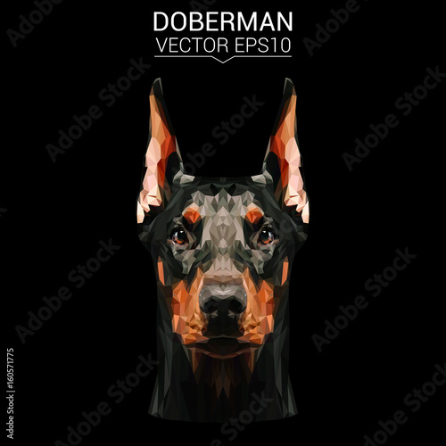 Doberman dog animal low poly design. Triangle vector illustration.
