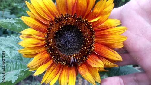 Fototapeta Naklejka Na Ścianę i Meble -  Sunflower closeup 