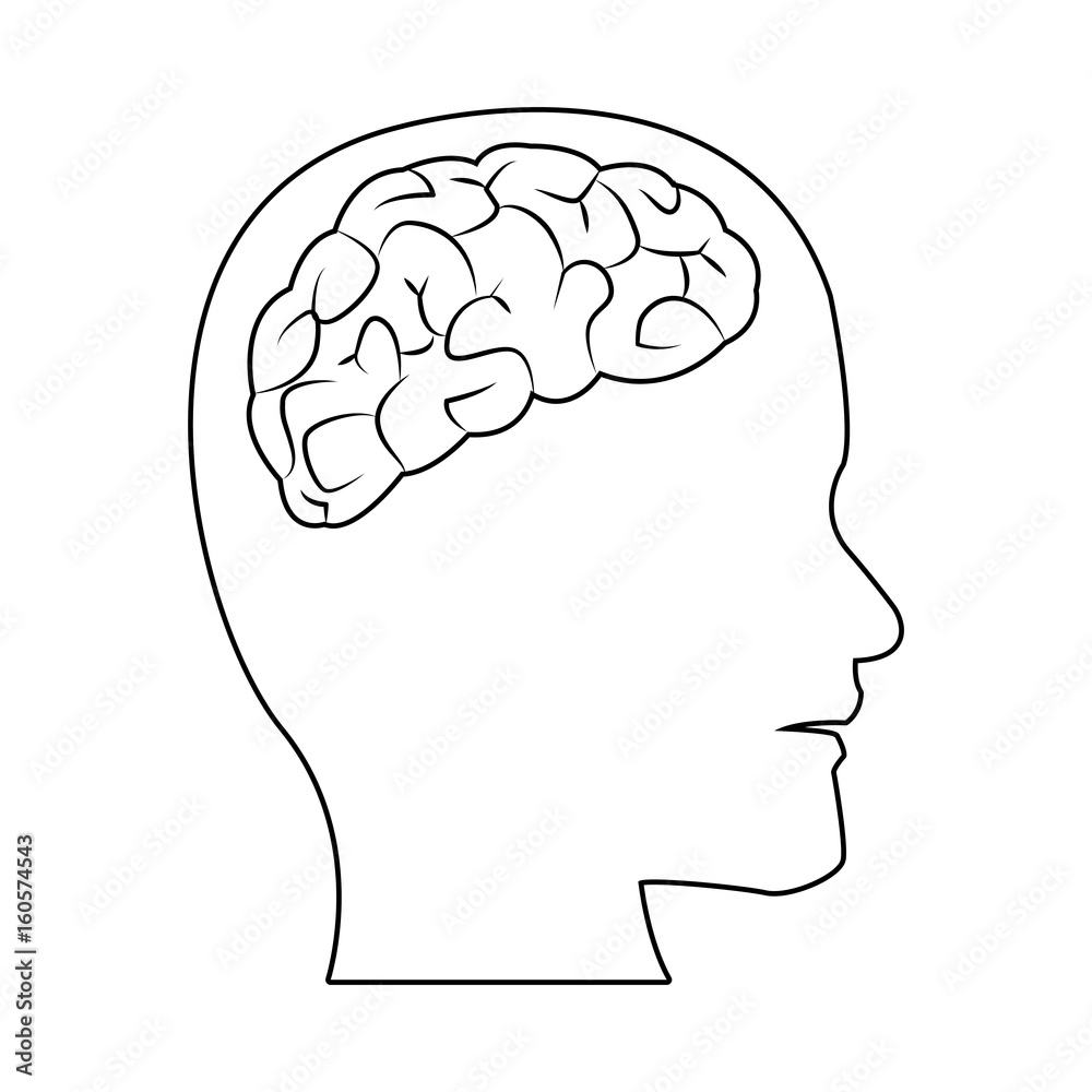 human head with brain part organ anatomy vector illustration human head with brain part organ anatomy vector illustration