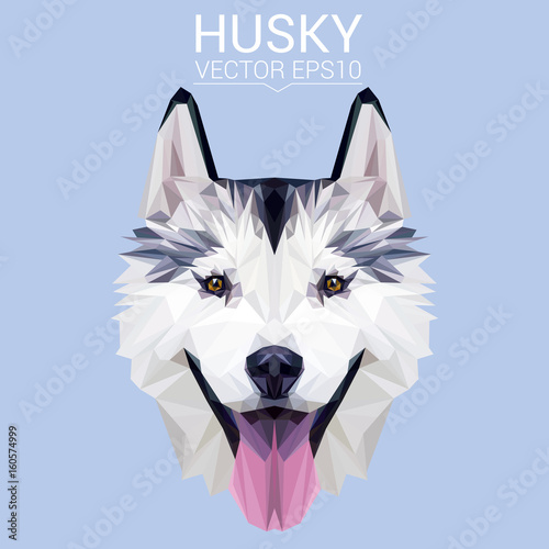 Husky dog low poly design. Triangle vector illustration.