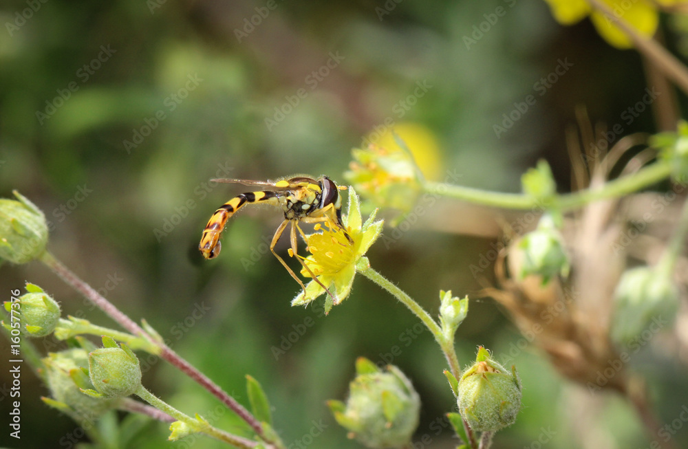 Gemeine Stiftschwebfliege, (Sphaerophoria cf scripta) Gemeine Stiftschwebfliege, (Sphaerophoria cf scripta)
