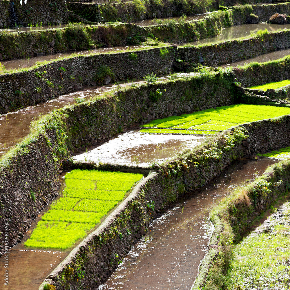 terrace field for coultivation of rice terrace field for coultivation of rice