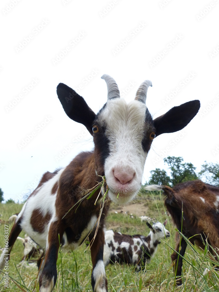 ziege Portrait von unten kauen heu frisst ziege Portrait von unten kauen heu frisst