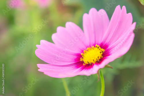 flowers, cosmos white and pink flowers in the park ,colorful flowers , pastel style