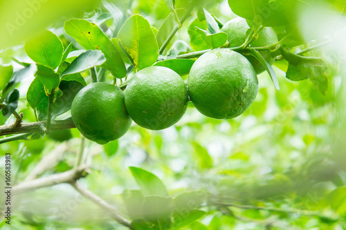 Wallpaper Mural lime tree in the farm Torontodigital.ca