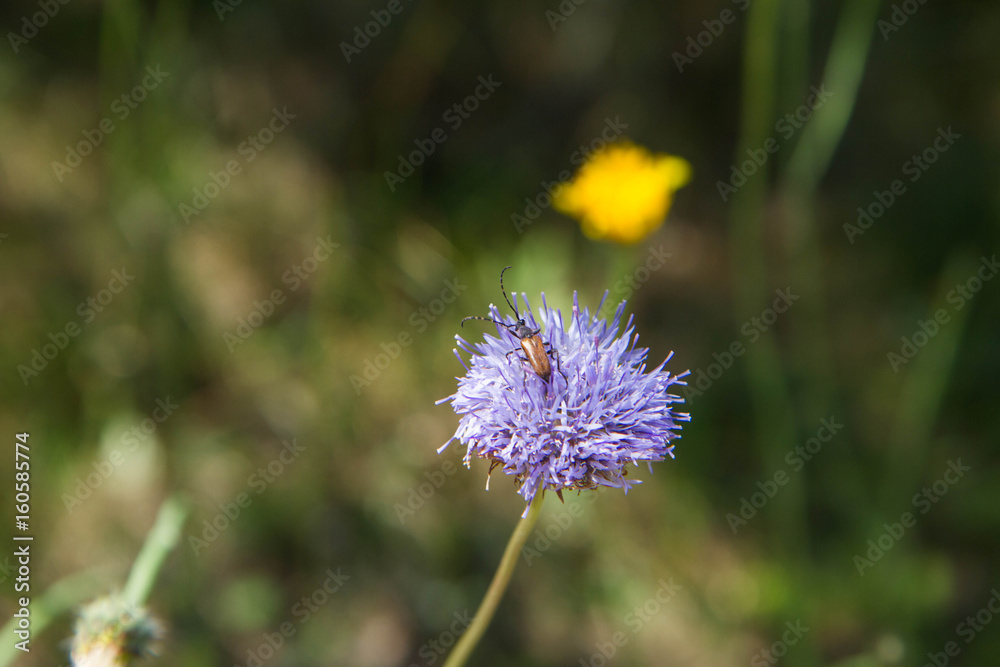 Insect on Sheep's bit scabious (Jasione montana) Insect on Sheep's bit scabious (Jasione montana)