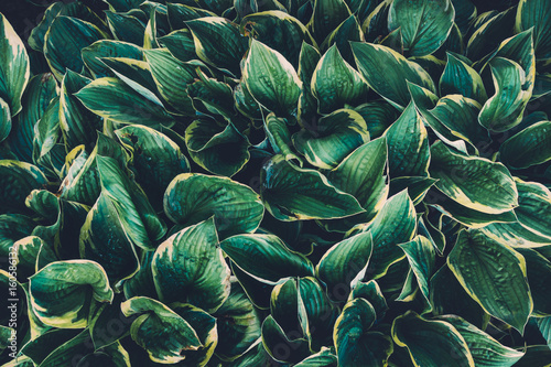 Green Hosta Leaves © Metamorphosa