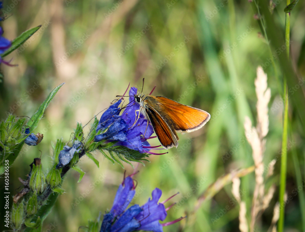 Obraz premium Schmetterling auf Natternkopf , Natur, Schmetterlinge