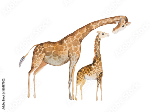 Photography Watercolor illustration of giraffe mother and baby