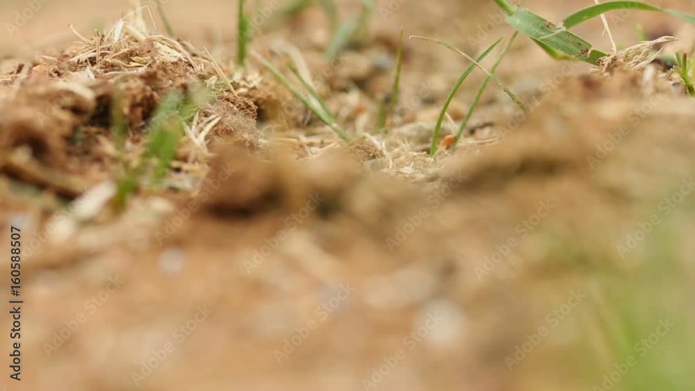 Macro Plan Ants moving on their Path Macro Plan Ants moving on their Path